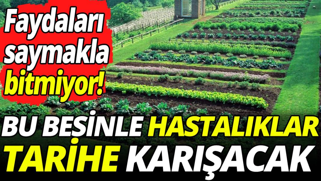 Faydaları saymakla bitmiyor! Bu besinle hastalıklar tarihe karışacak 1